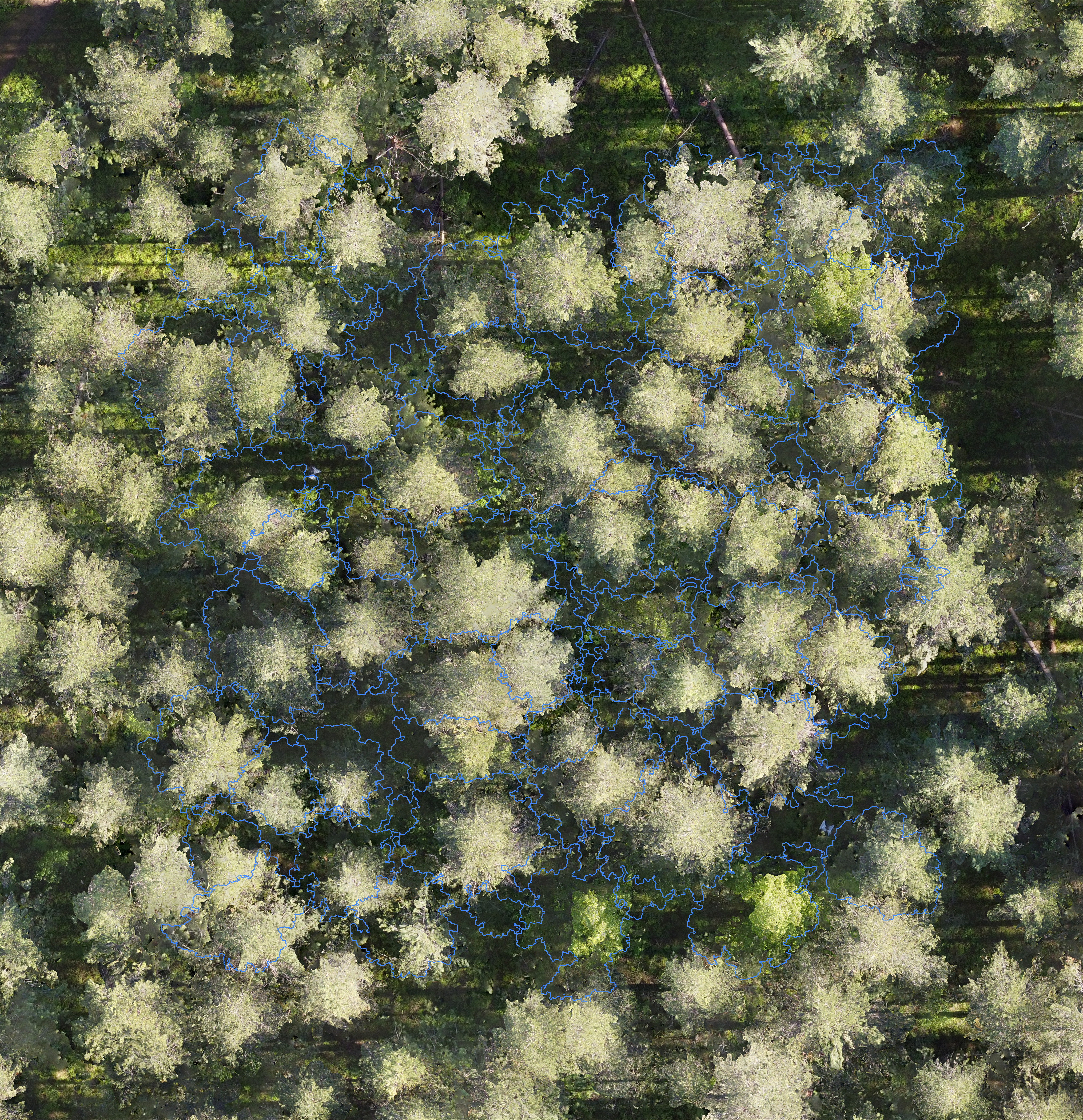 sample_image