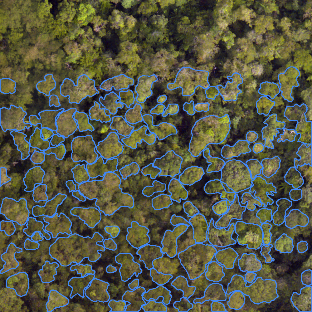 sample_image