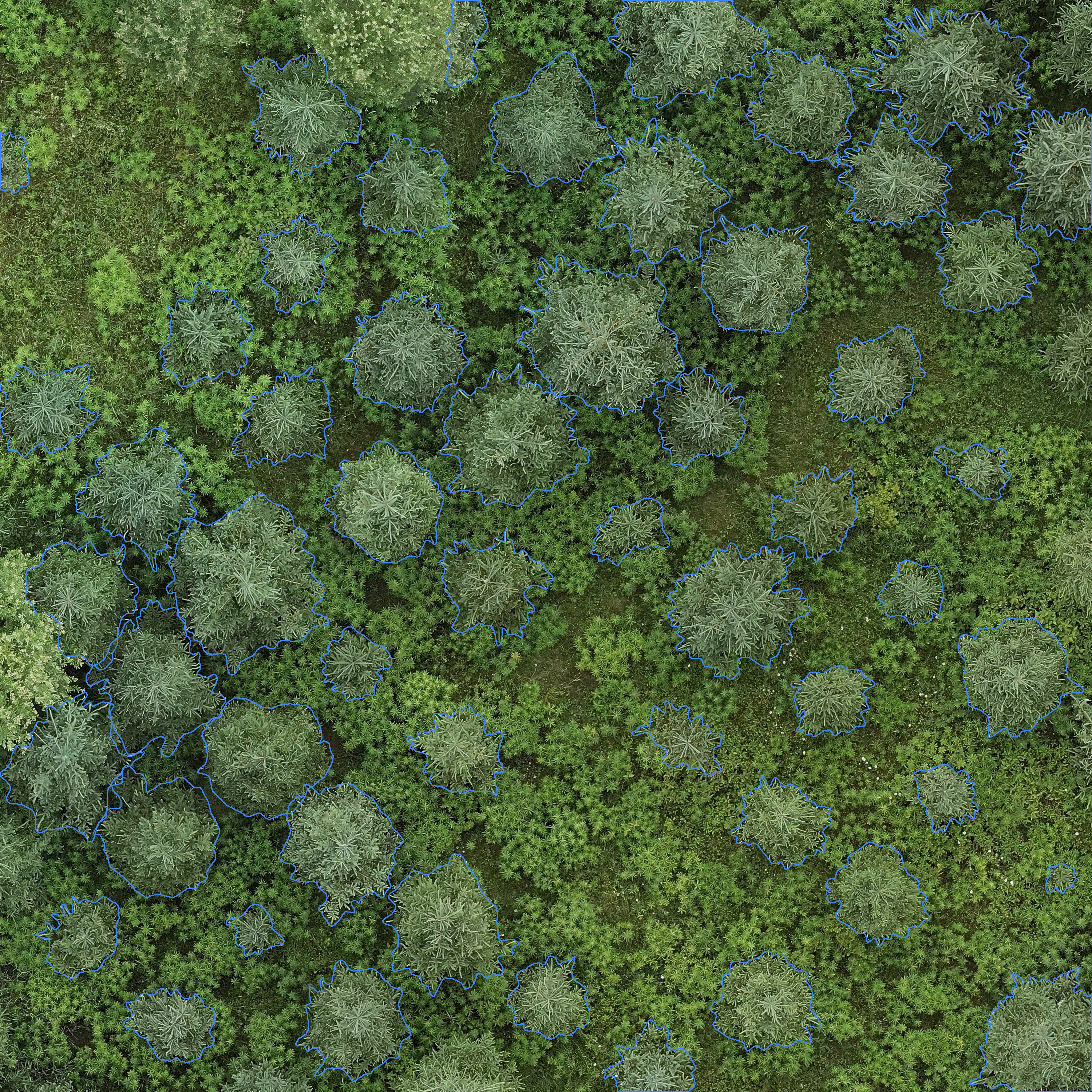 sample_image